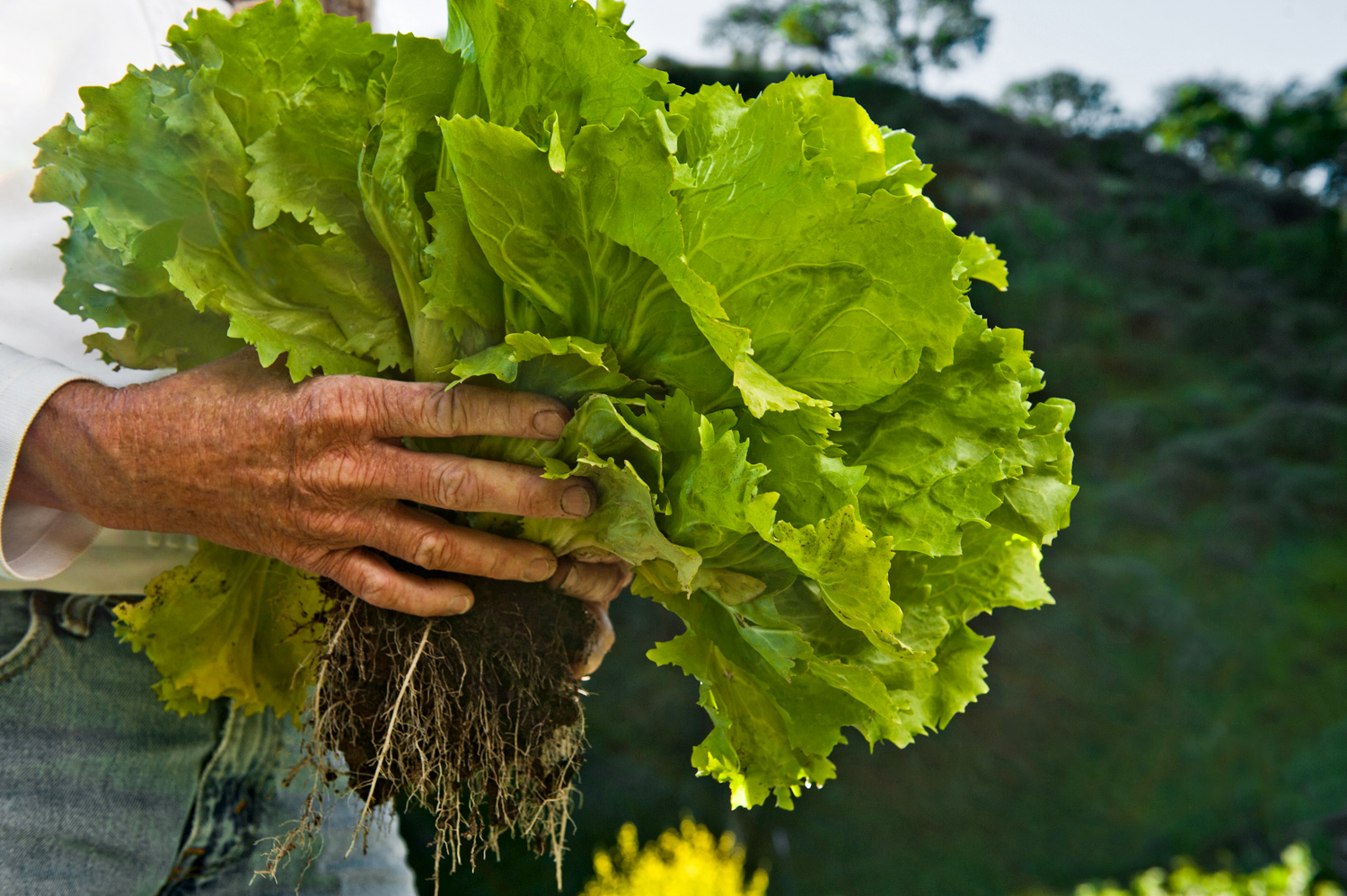 AGRICULTUREPHOTOGRAPHERSF2